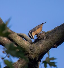 Red-Breasted Nuthatch
