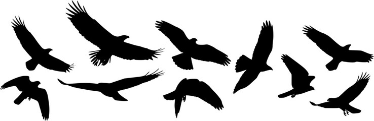 Obraz premium Set of flying eagle silhouettes in different poses on a white background.