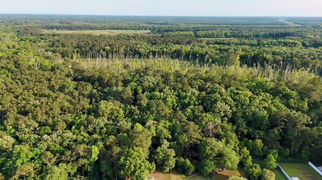 Aerial landscape of Richmond Hill trees in forest sunny summer day in Bryan County Georgia