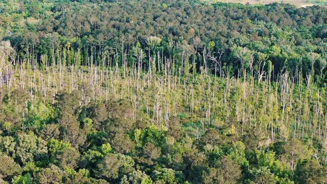 Aerial landscape of Richmond Hill trees in forest sunny summer day in Bryan County Georgia