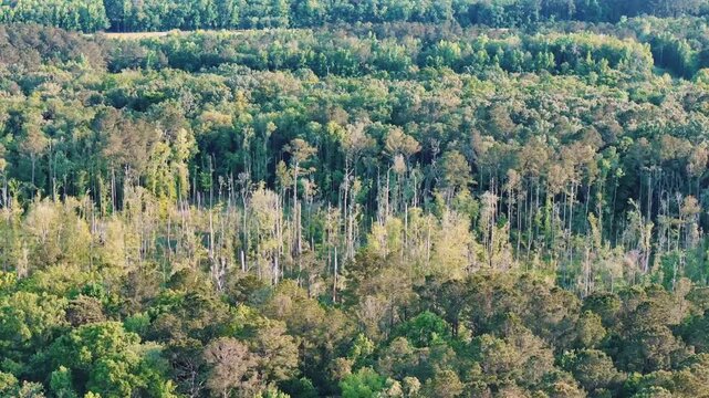 Aerial landscape of Richmond Hill trees in forest sunny summer day in Bryan County Georgia