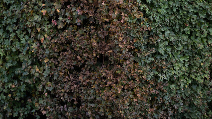 Green and brown ivy leaves forming dense natural wall
