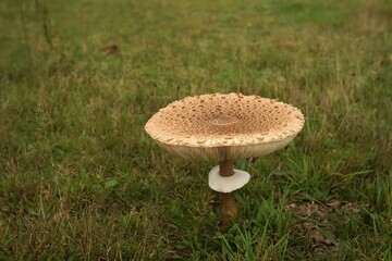 mushroom in the grass