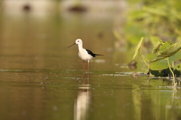 Black-winged stilt (Himantopus himantopus) is a widely distributed, very long-legged wader in the avocet and stilt family Recurvirostridae. This photo was taken in Japan.