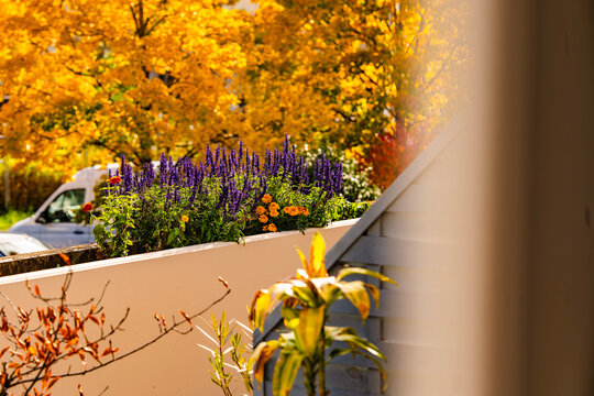 Cozy Balcony View Framed By Open Door With Potted Plant: Autumn Landscape With Golden Trees And Warm Sunlight Creating A Peaceful Seasonal Atmosphere