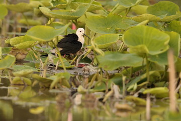 Black-winged stilt (Himantopus himantopus) is a widely distributed, very long-legged wader in the avocet and stilt family Recurvirostridae. This photo was taken in Japan.
