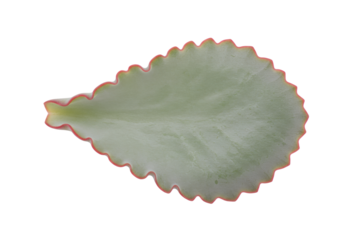 Isolated Kalanchoe leaf with red scalloped edges against a neutral backdrop, botanical beauty