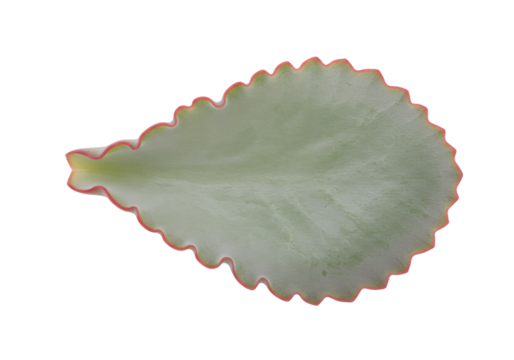 Isolated Kalanchoe leaf with red scalloped edges against a neutral backdrop, botanical beauty
