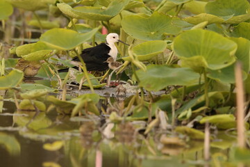 Black-winged stilt (Himantopus himantopus) is a widely distributed, very long-legged wader in the avocet and stilt family Recurvirostridae. This photo was taken in Japan.