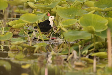 Black-winged stilt (Himantopus himantopus) is a widely distributed, very long-legged wader in the avocet and stilt family Recurvirostridae. This photo was taken in Japan.