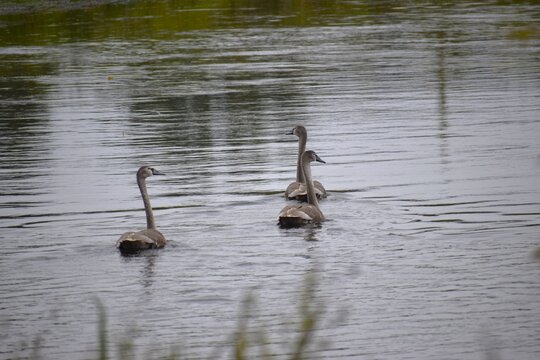 Young mute swans swimming on reflective river surface