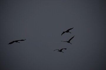 Silhouettes of swans flying in cloudy sky