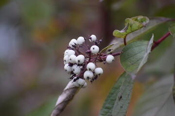 White dogwood berries with green autumn leaves