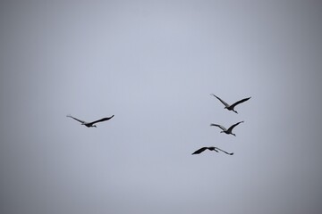 Four graceful swans soaring through grey cloudy sky