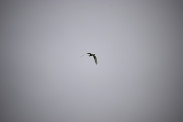 Silhouette of heron in overcast sky flight