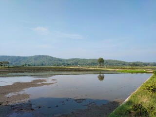 Rice fields ready for planting with mountains and clear blue skies in the background. This landscape is located in Sukoharjo, Central Java, Indonesia.