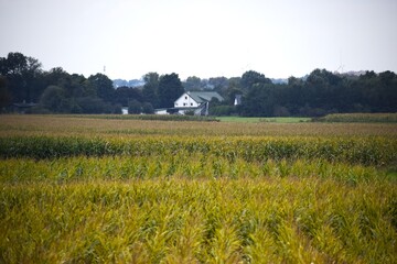 Rural cornfield with white farmhouse and cloudy sky © Діма Осташук