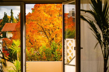 Cozy Balcony View Framed By Open Door With Potted Plant: Autumn Landscape With Golden Trees And Warm Sunlight Creating A Peaceful Seasonal Atmosphere