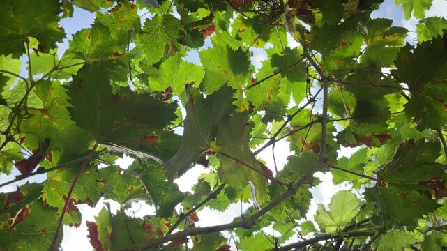 4K green video Fresh lush grapes leaves depend on fertile trees basking under a golden sun swaying gently in the breeze	