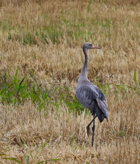 grey crowned crane