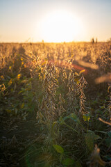 Close up of sunset scenery in soybean fields during the harvest season