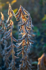 Close up of sunset scenery in soybean fields during the harvest season