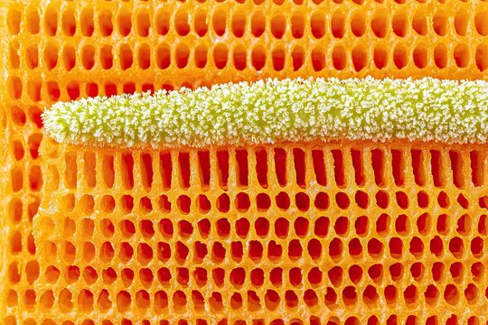 Orange lattice texture with a fuzzy light green, speckled central element