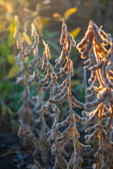 Close up of sunset scenery in soybean fields during the harvest season
