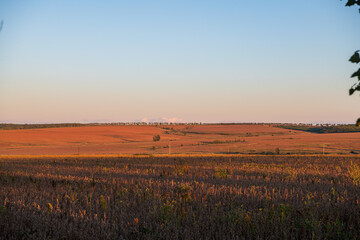 Sunset scenery in soybean fields during the harvest season