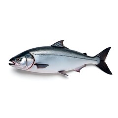 Obraz premium fresh fish on white background