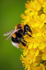 A plump bumblebee nestled within a cluster of yellow wildflowers, its fuzzy body dusted with pollen. A sense of natural abundance. A detailed macro shot of a plump bumblebee nestled within a cluster