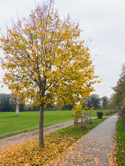 autumn leaves in the park
