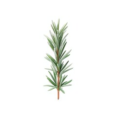 Fototapeta premium Rosemary Sprig: A vibrant sprig of rosemary, its slender leaves exuding freshness, presents a delightful glimpse of natural herb's fragrant.