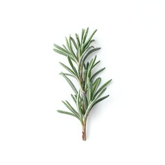 Fototapeta premium Rosemary Sprig: A vibrant sprig of rosemary, a culinary herb, isolated against a backdrop, showcasing its fresh, needle-like leaves and aromatic quality.