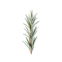 Obraz premium Rosemary Herb on plain background: A close-up showcases a fresh sprig of fragrant rosemary, with its needle-like leaves, offering a fresh culinary herb. 