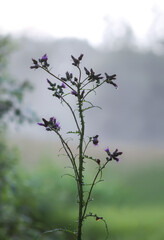 Arctium tomentosum or woolly burdock plant with purple prickly flowers on foggy nature background.