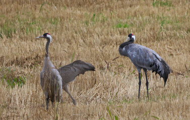Naklejka premium grey crowned cranes