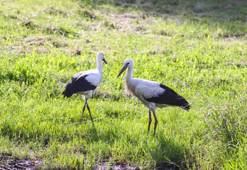 Fototapeta premium Stork standing on dew-covered grass in soft sunlight. A symbol of purity and renewal.