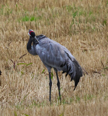 grey crowned crane