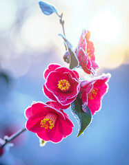 冬の寒い朝に咲いた椿の花