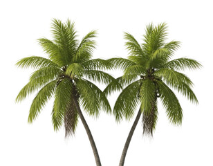 Obraz premium Two palm trees transparent background cutout png