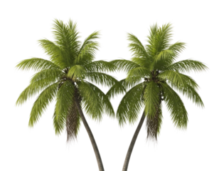 Two palm trees transparent background cutout png