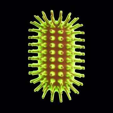 Rabies Lyssavirus On Alpha Loop