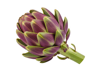 Isolated fresh purple artichoke on display a healthy vegetable, edible unopened flower