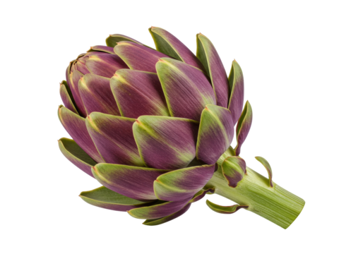 Isolated fresh purple artichoke on display a healthy vegetable, edible unopened flower