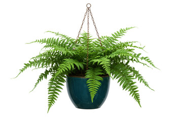 Isolated hanging fern plant in decorative pot, green foliage, houseplant gardening for decoration © Fernando