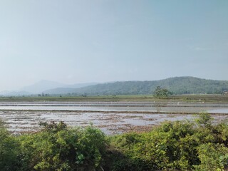 Rice fields ready for planting with mountains and clear blue skies in the background. This landscape is located in Sukoharjo, Central Java, Indonesia.