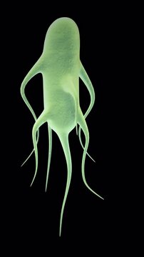 Salmonella On Alpha Loop