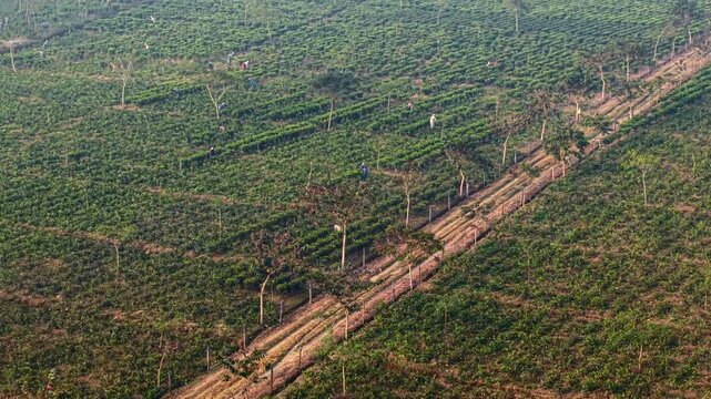 Tea workers scattered across lush green rows, picking leaves in plantation. High angle panoramic view, Dibrugarh, Assam