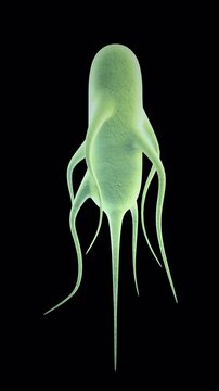 Salmonella On Alpha Loop